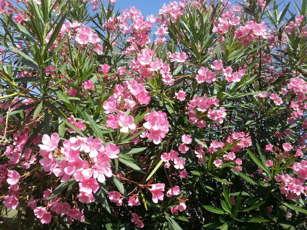 אאורנגבד The Meadows Resort And Spa מראה חיצוני תמונה